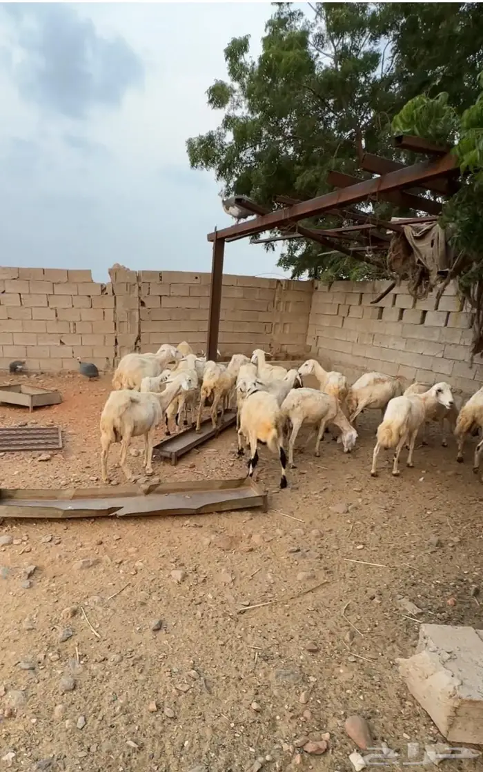 أغنام مقاني حريه للبيع 0