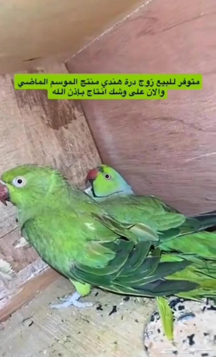 زوج درة هندي منتج وفرده روز البينو 12