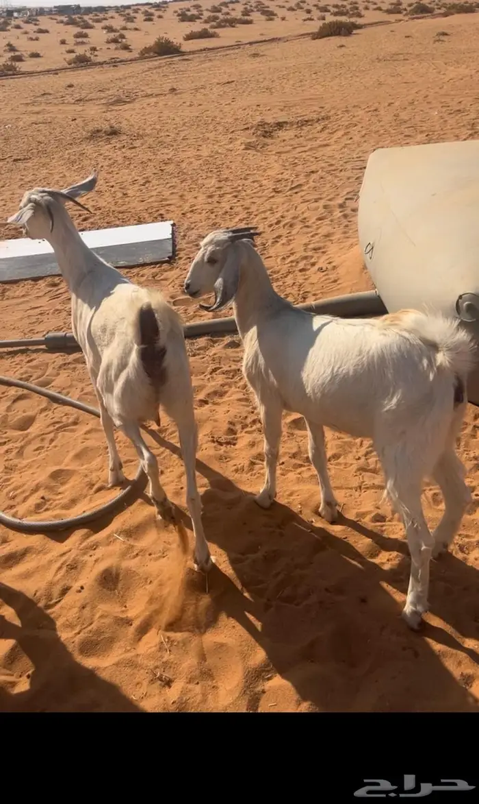 ماعز جنوبيات 1