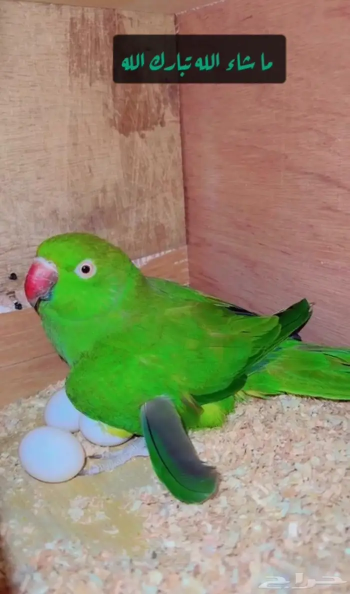 زوج درة هندي منتج وفرده روز البينو 10