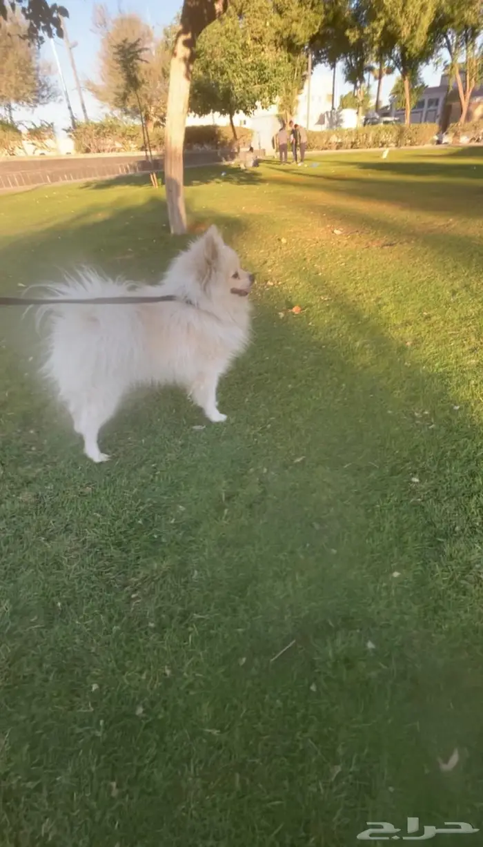 بومريميان((عرض اليوم)) 1