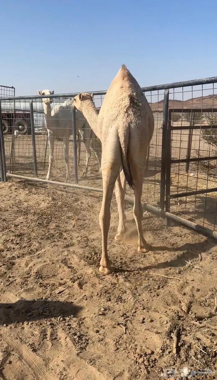 للبيع بكره مفروده 1