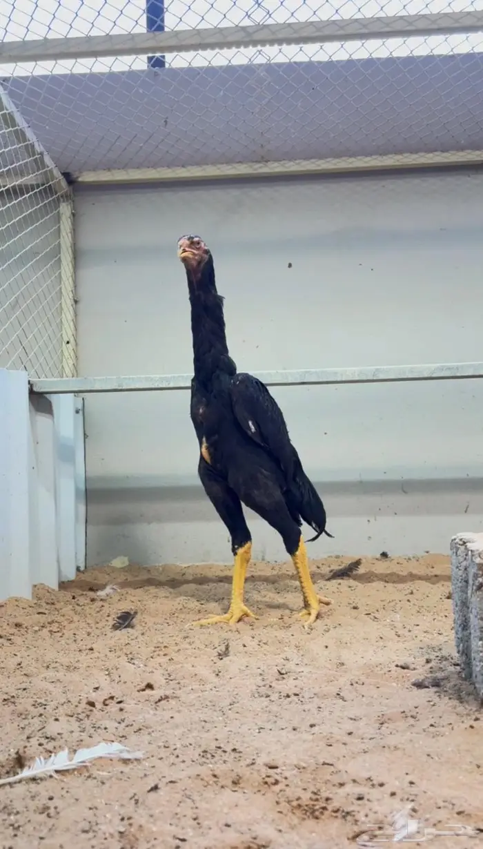 ديك شامو الماني كوبرا 0