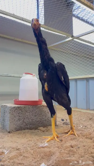 ديك شامو الماني كوبرا index