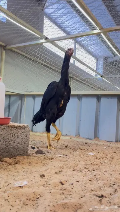 ديك شامو الماني كوبرا index