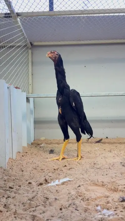 ديك شامو الماني كوبرا index