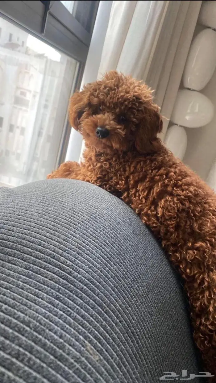 كلاب بودل ذكر و أنثى للبيع مع بعض 2