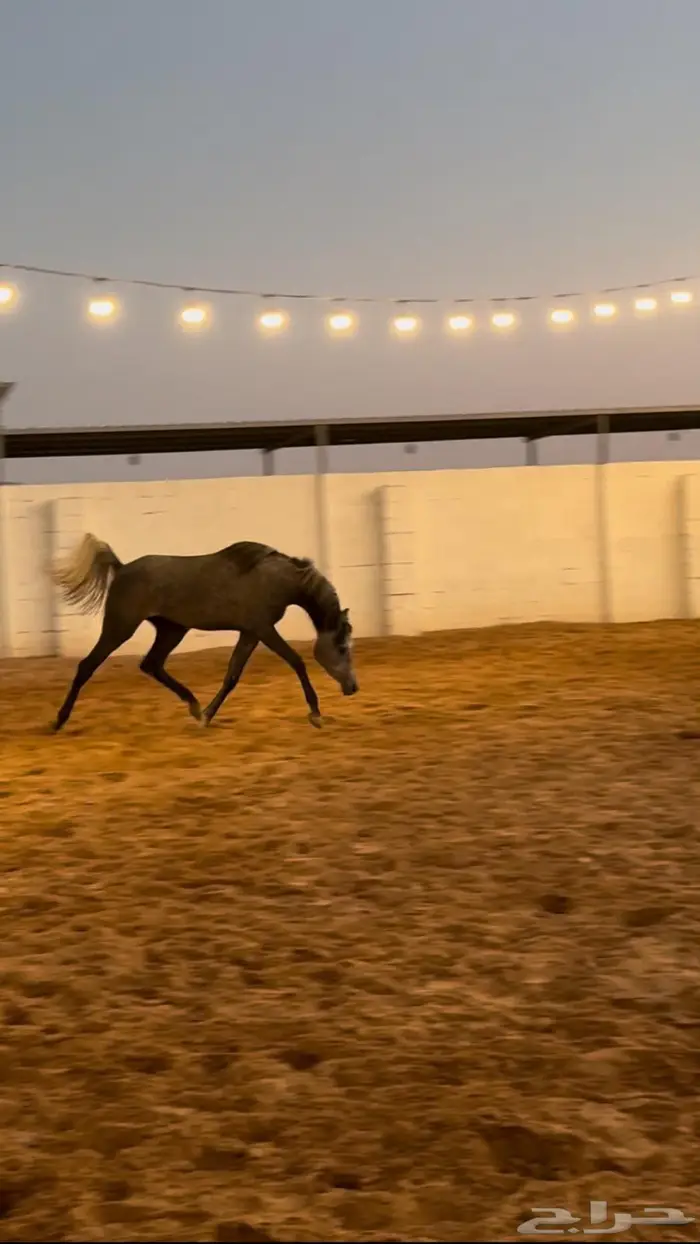 مهر سنة ونص بيع شعبي 1