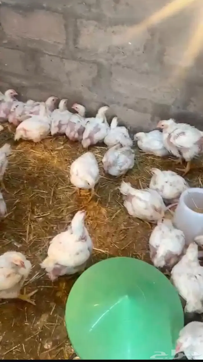 صوص الدجاج اللاحم عمر 28 يوم 2