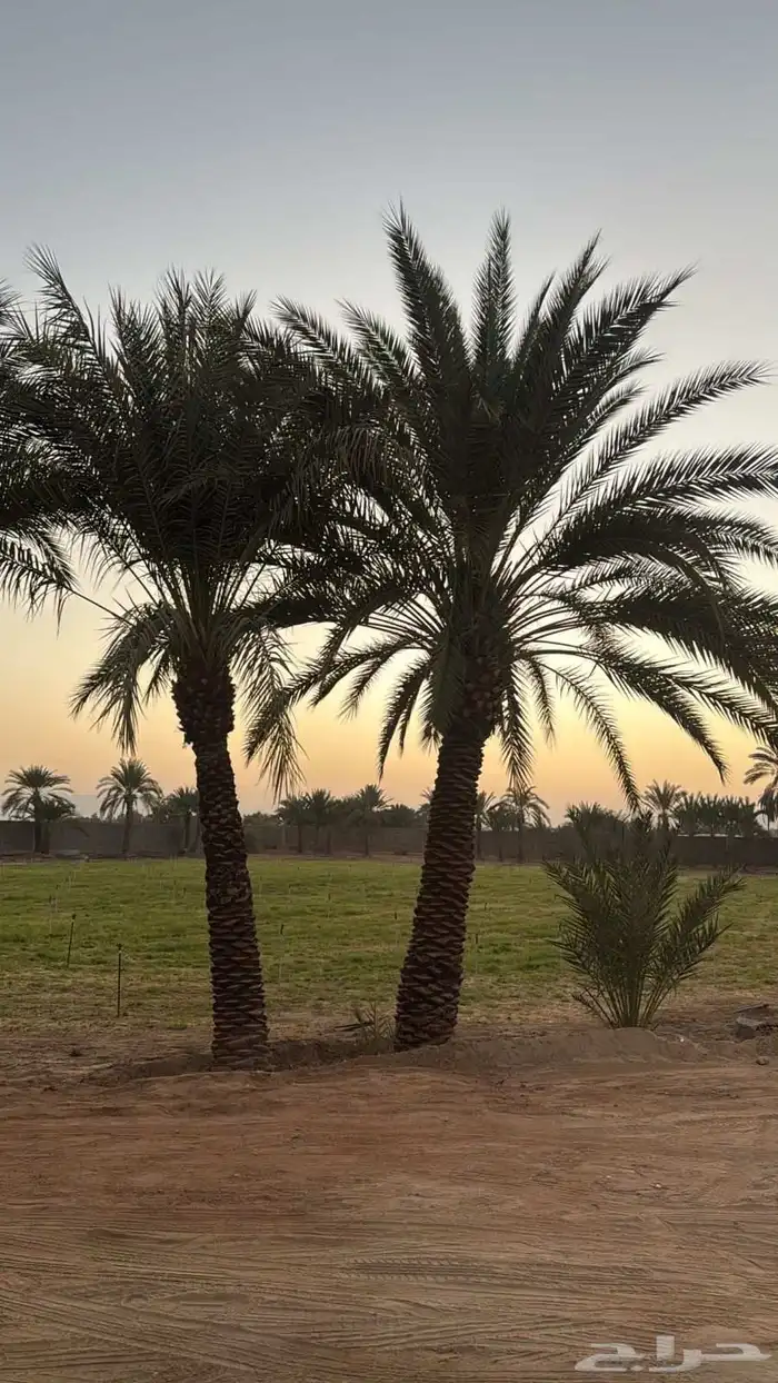 للبيع نخل رطاب نجران 0
