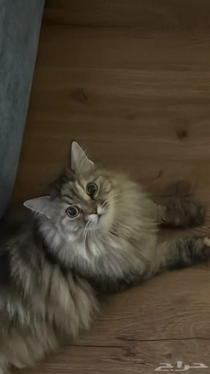 قطه انثى للتبني مطعمه 0