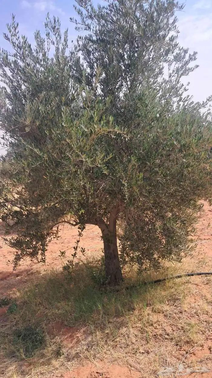 شجر درجه اولا 8