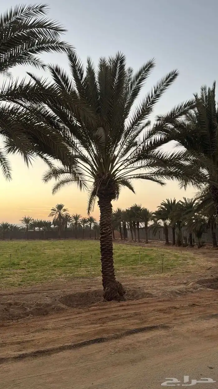 للبيع نخل رطاب نجران 1