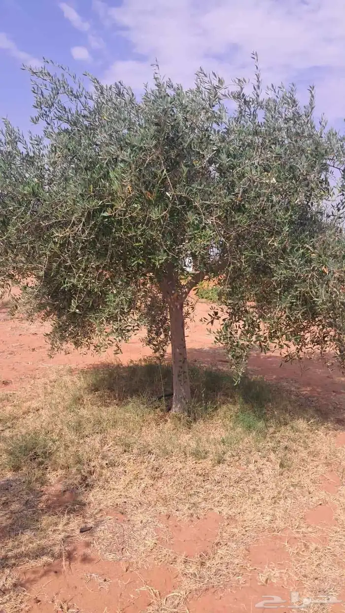 شجر درجه اولا 9