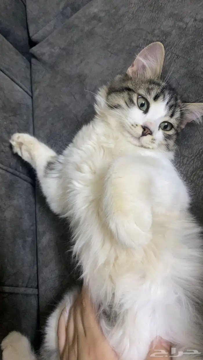 قطط شيرازي للتبني 0