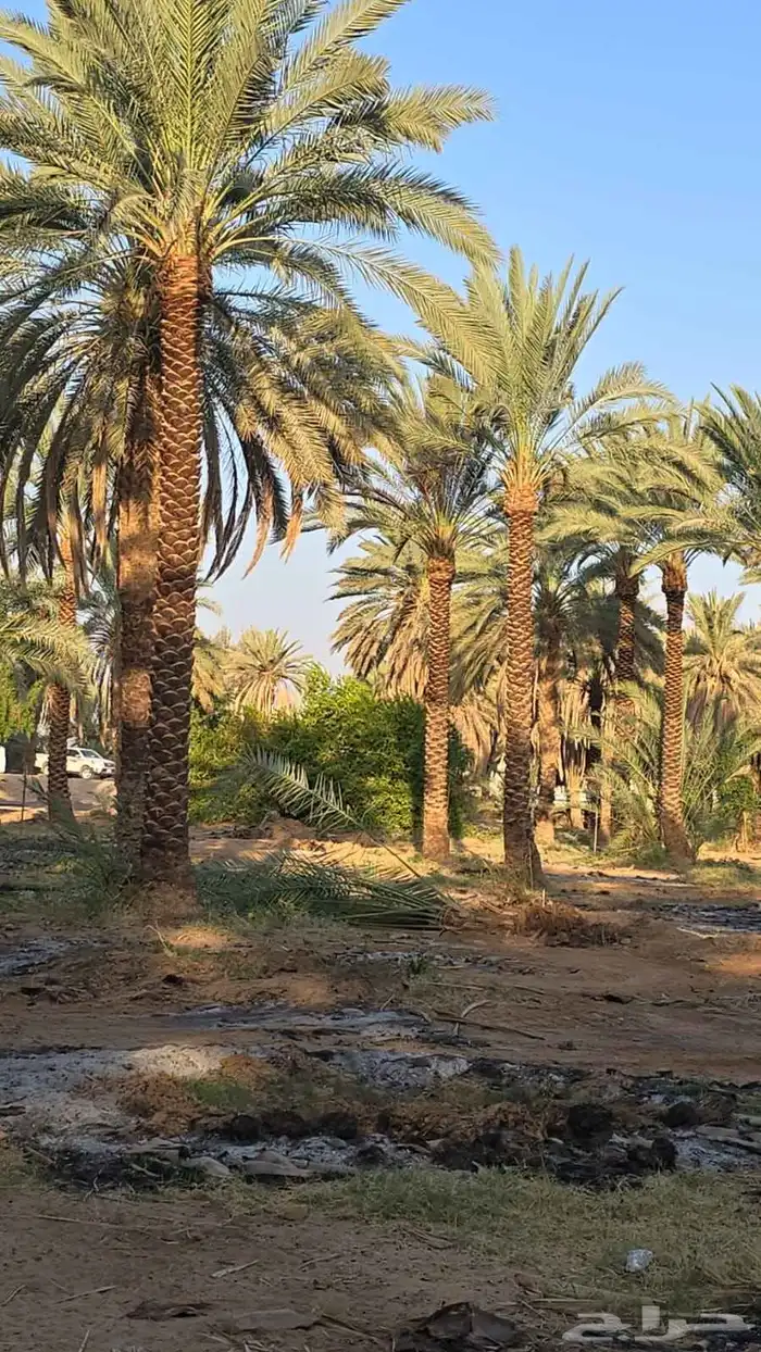 يوجد لدينا انخيل العثمر ونخل زينه توريد وزراعة 1