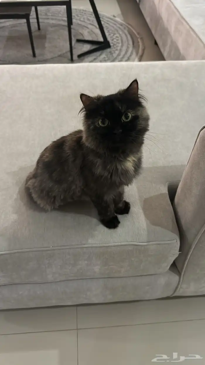 قطه للتبني 0