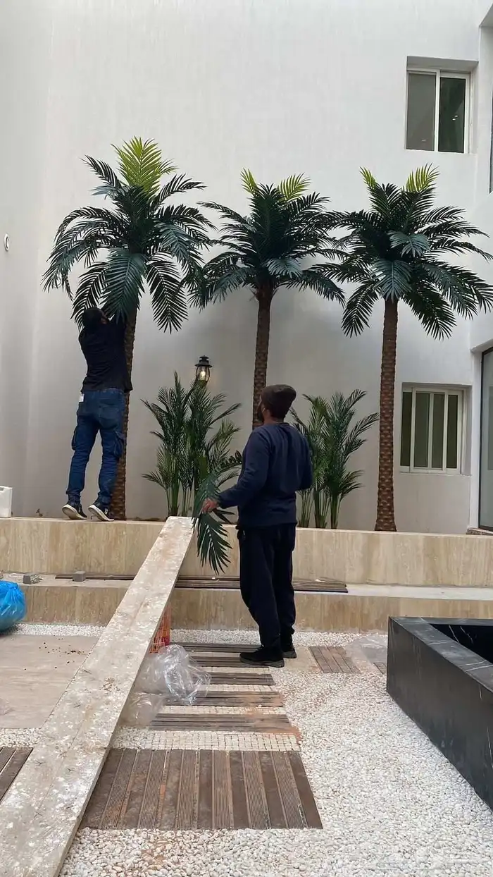 ورق نخل محنط ومجفف 1