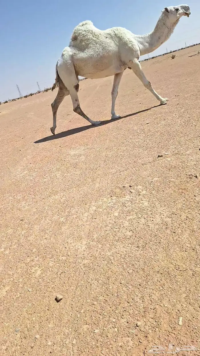 لقحة وبكرة 1