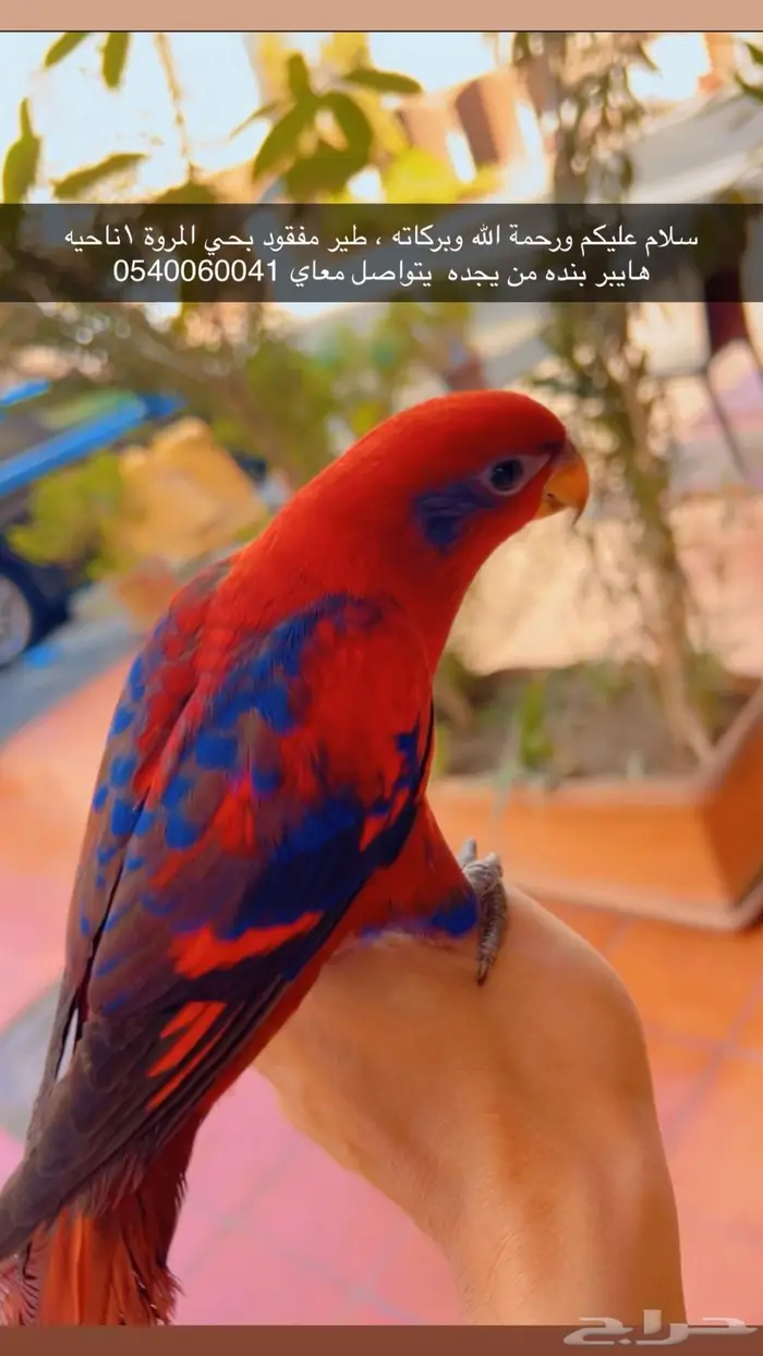 طير رد لوري مفقود   جدة - حي المروة 0