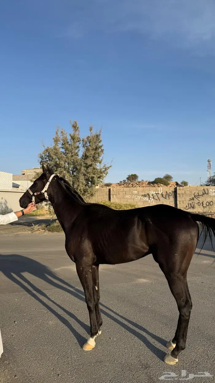 حصان ادهم انقليزي 1