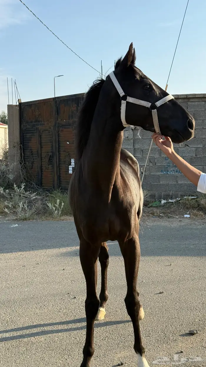 حصان ادهم انقليزي 0