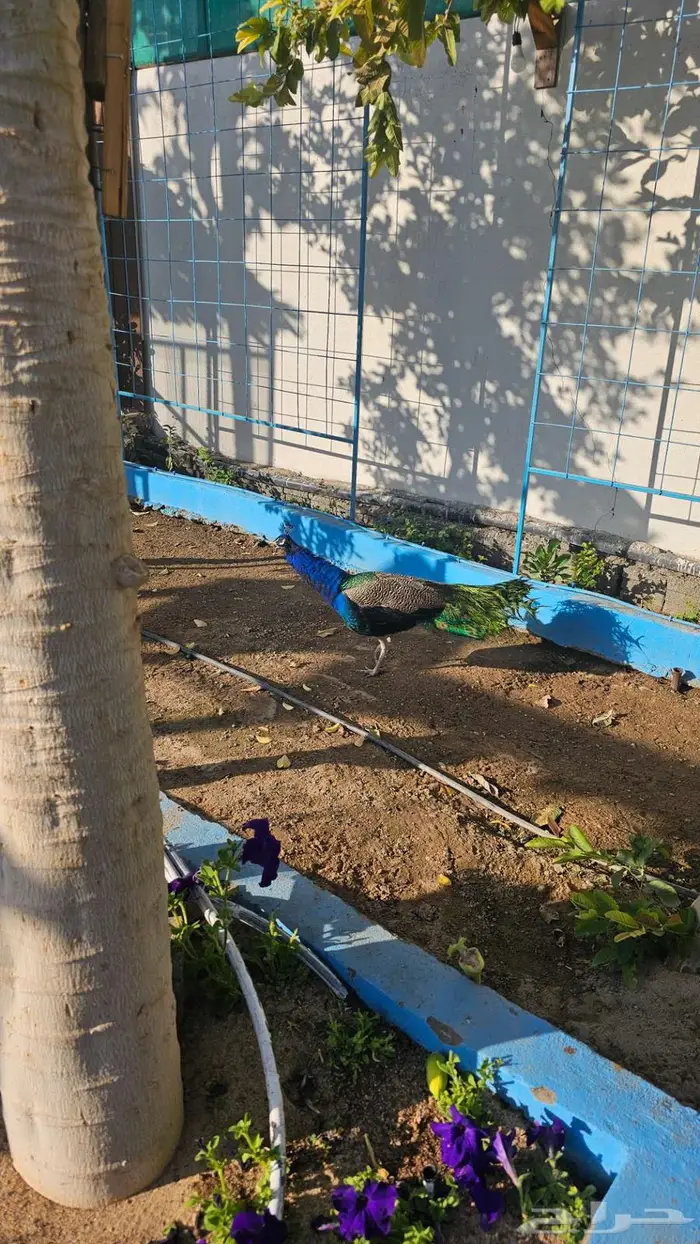 طاوس منتج للبيع 1