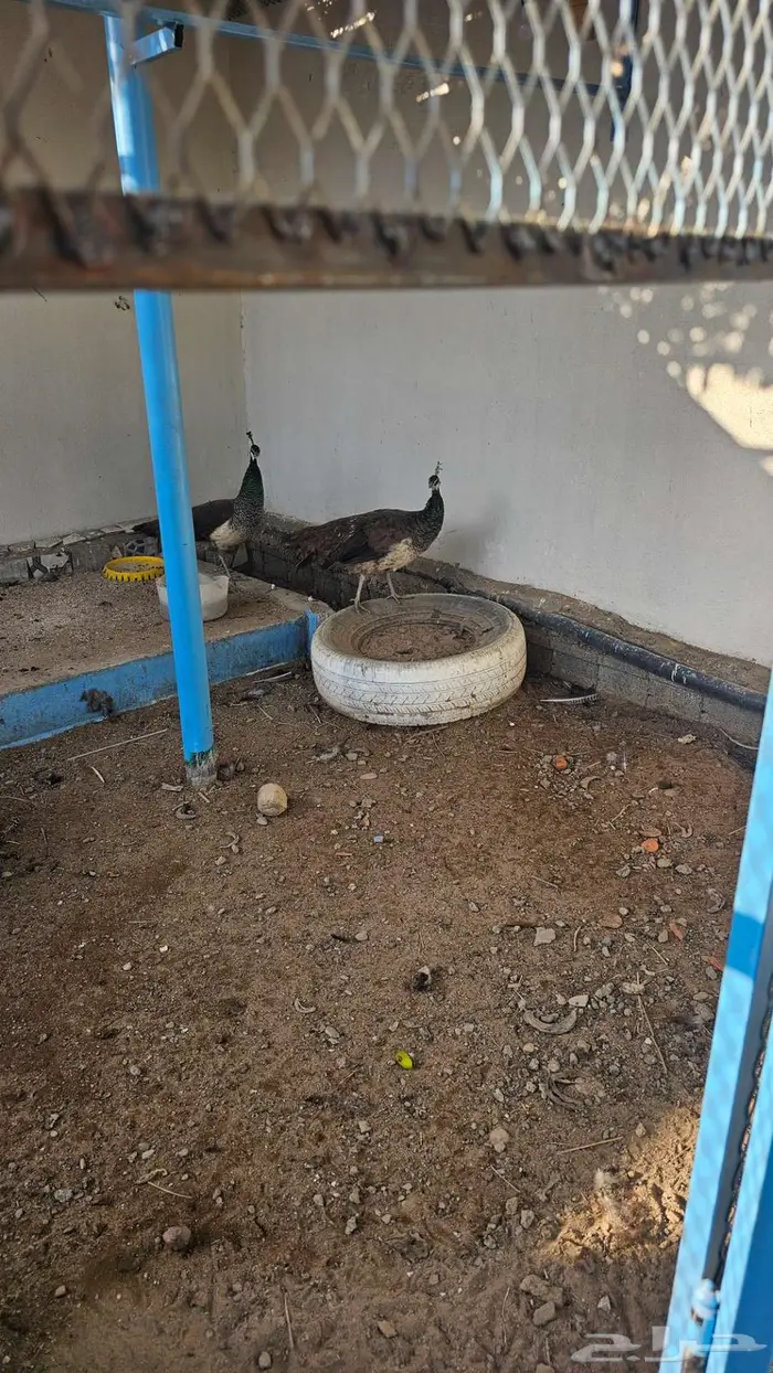 طاوس منتج للبيع 0