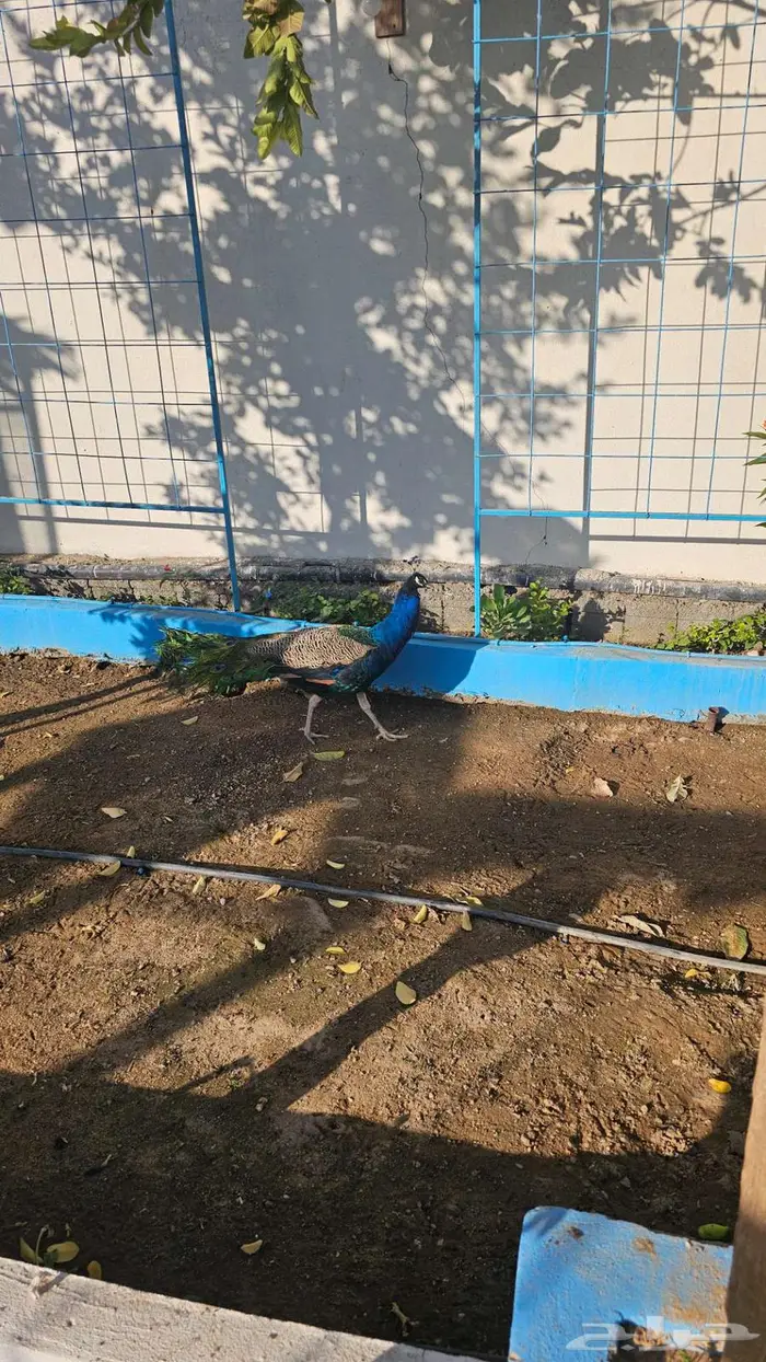 طاوس منتج للبيع 5