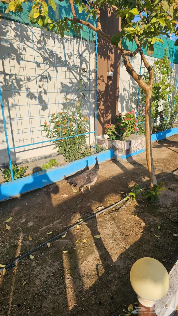 طاوس منتج للبيع 3