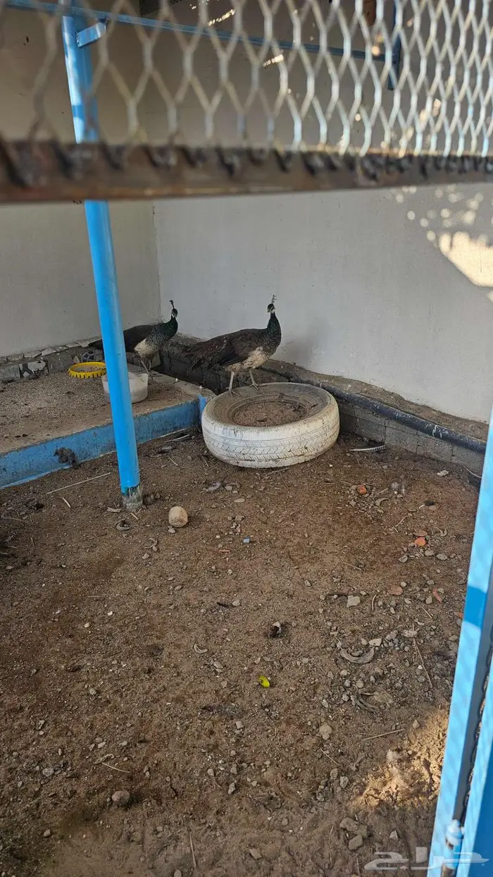 طاوس منتج للبيع 4