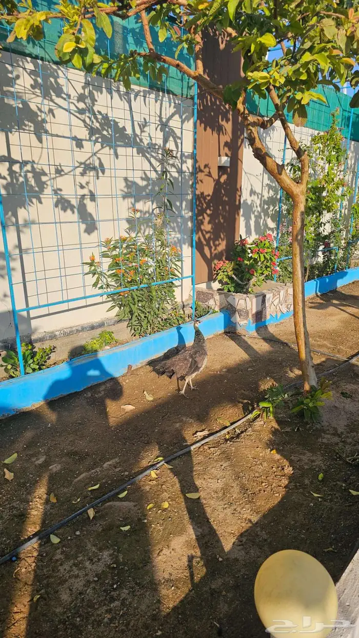 طاوس منتج للبيع 2