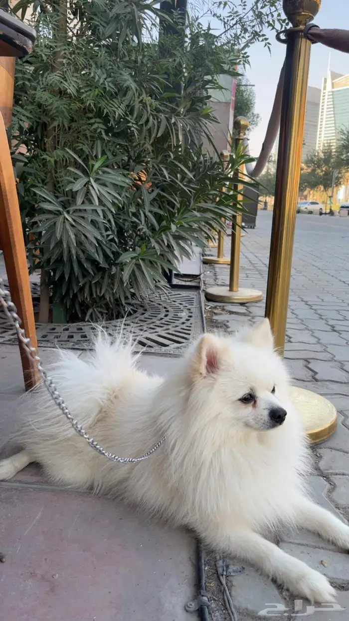 بومريميان((عرض اليوم)) 0