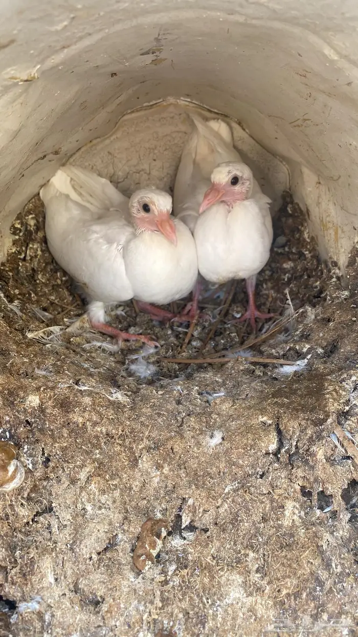 زغاليل حمام فرنسي للبيع الزوج 30 0