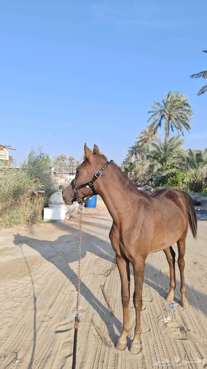 للبيع مهر العمر سنه وبضع اشهر الارتفاع 6 بلكات ونصف 0