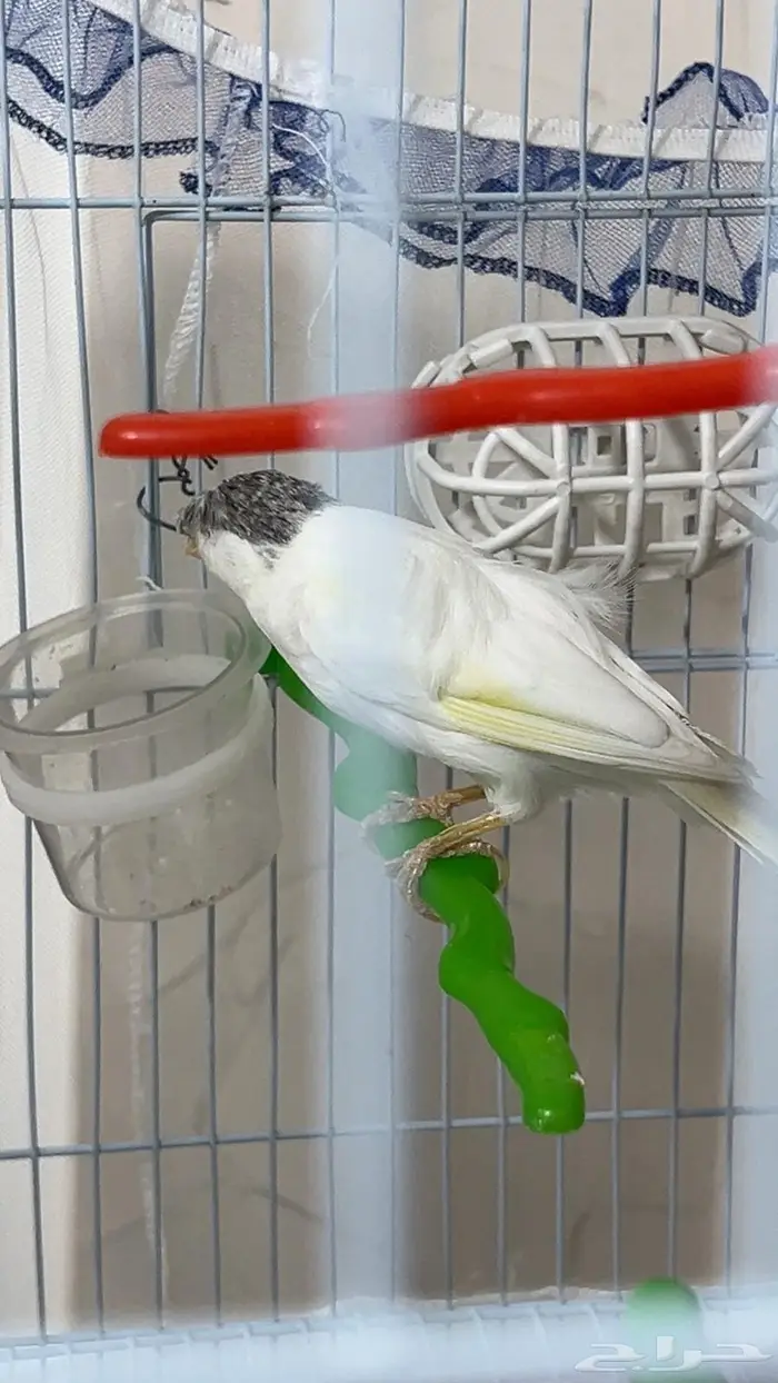 القريات حي التسهيلات 0