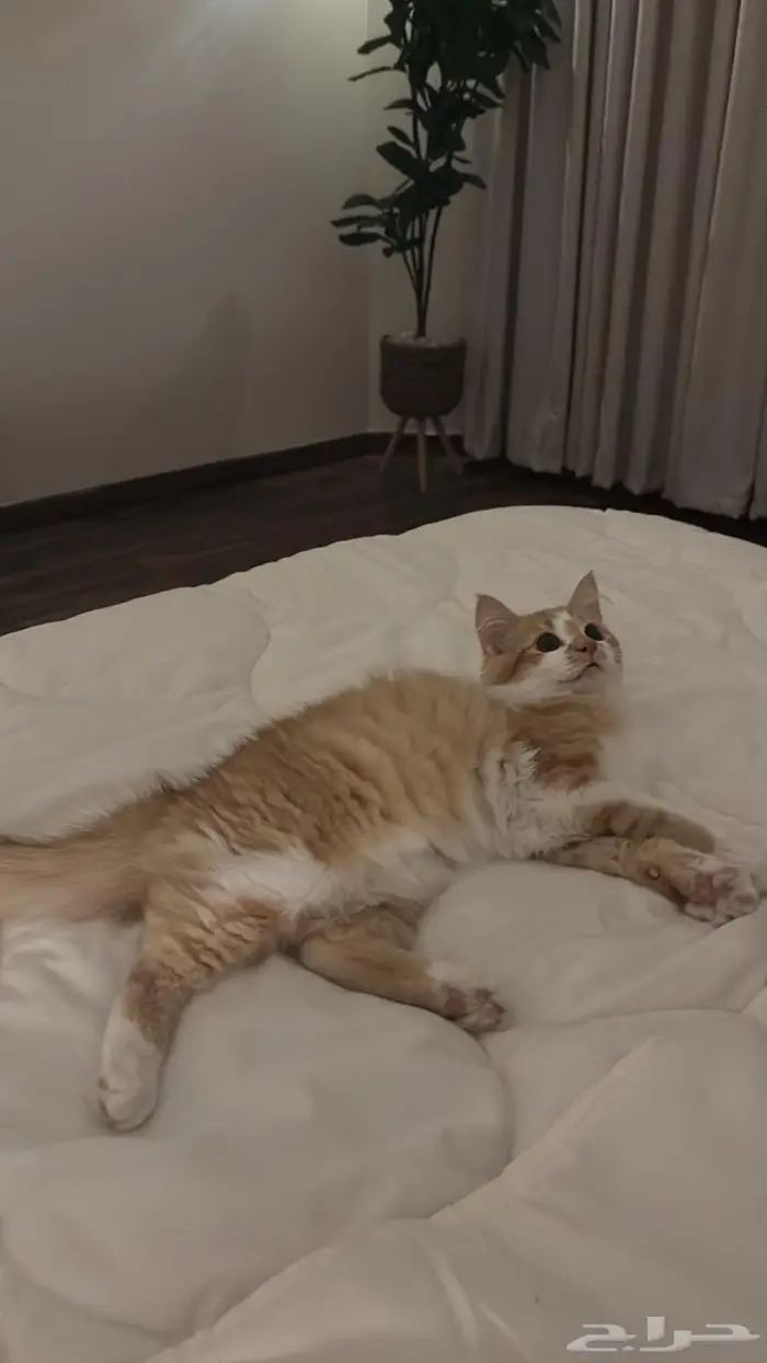 قط شيرازي للتبني 1