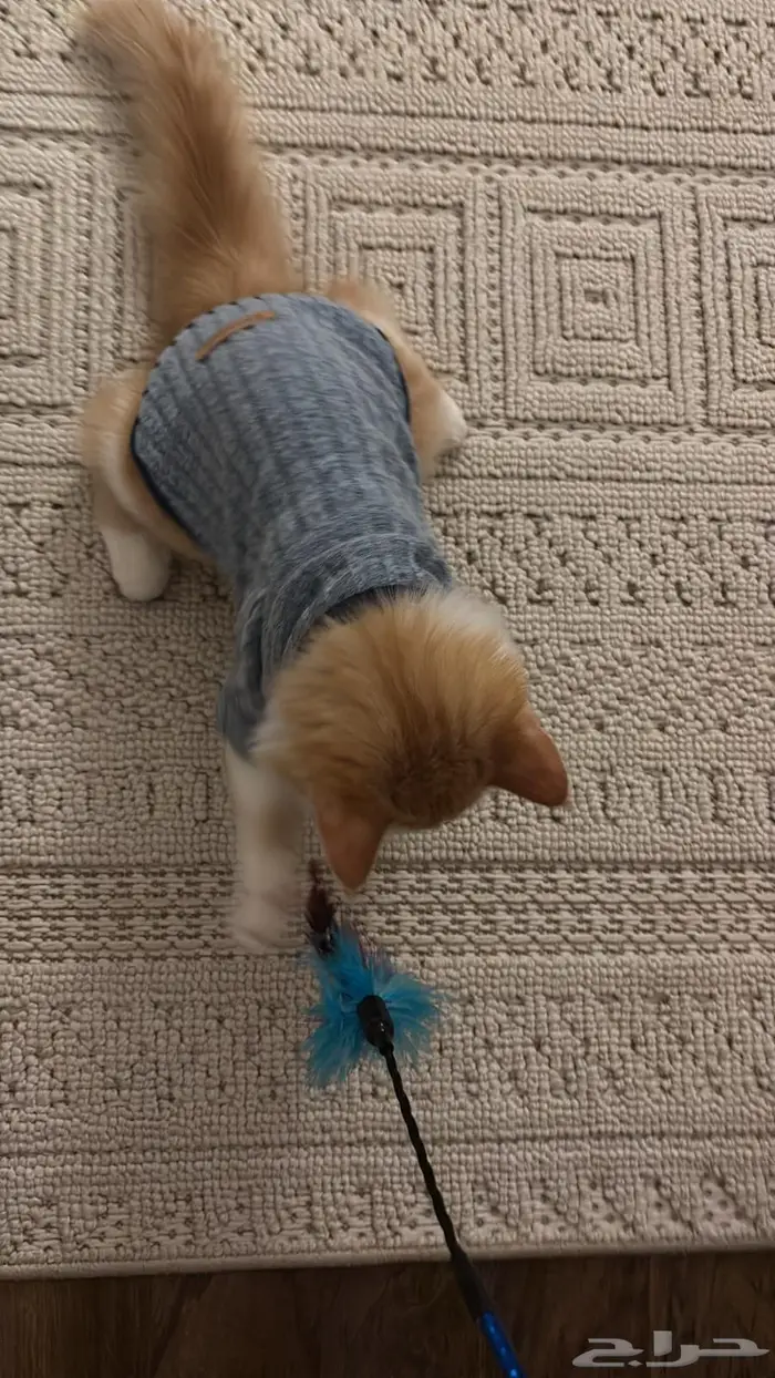 قط شيرازي للتبني 2