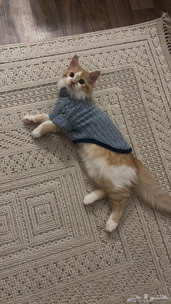 قط شيرازي للتبني 3