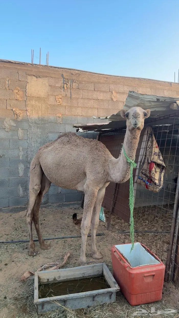 بكره للبيع 0