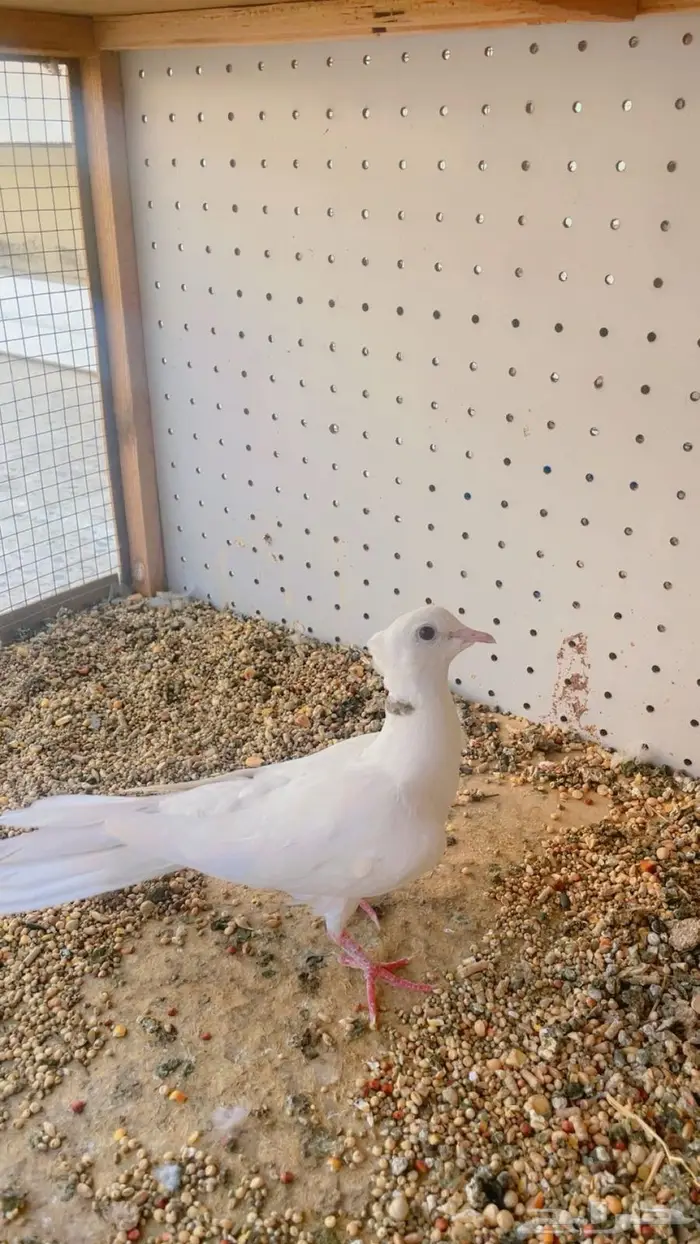 زوج قماري صدفي كرست 4