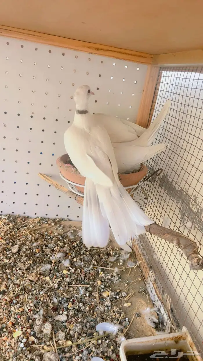 زوج قماري صدفي كرست 0