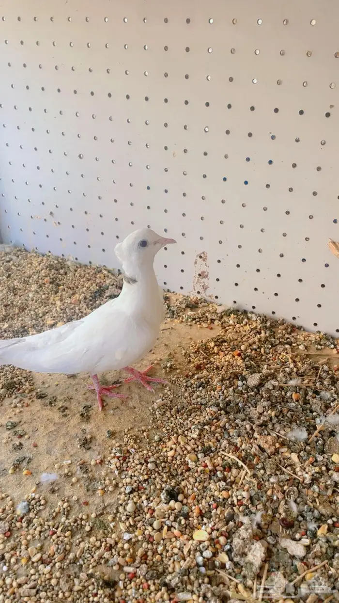 زوج قماري صدفي كرست 5