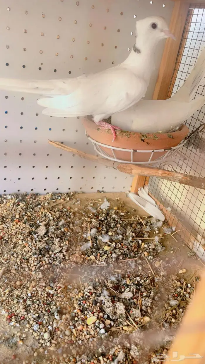 زوج قماري صدفي كرست 3