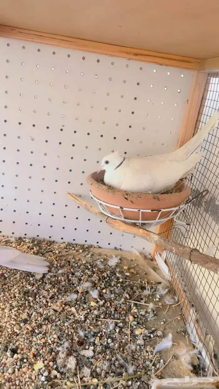 زوج قماري صدفي كرست 2