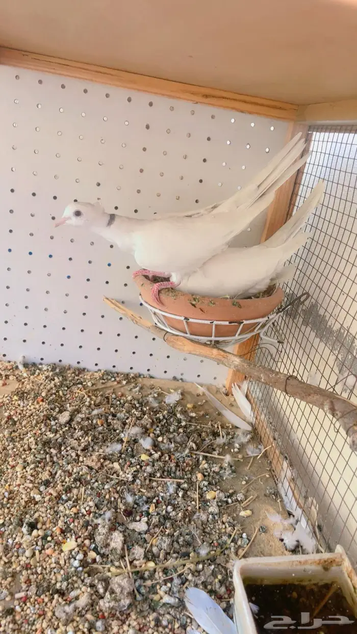 زوج قماري صدفي كرست 1