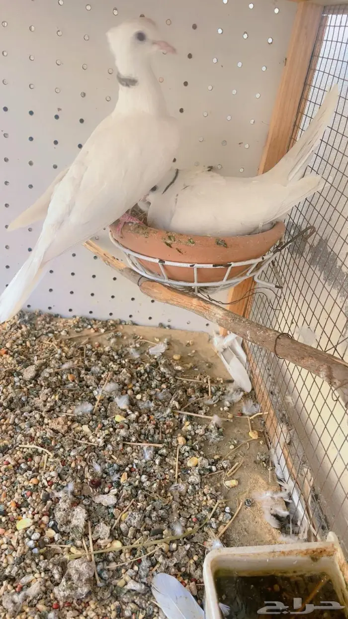 زوج قماري صدفي كرست 6