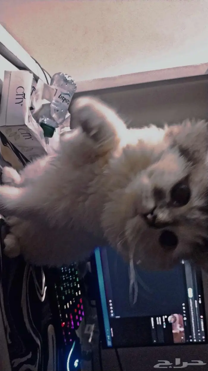 قطه هيمالايا وسكوتش للتبني 0