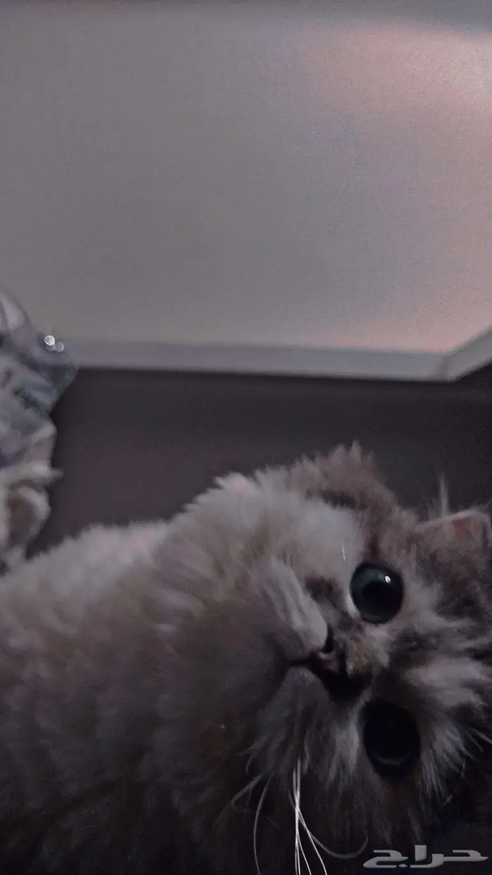 قطه هيمالايا وسكوتش للتبني 2