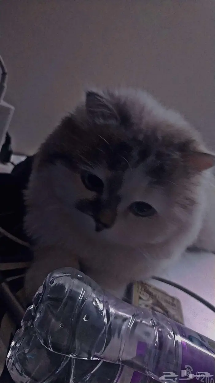 قطه هيمالايا وسكوتش للتبني 1